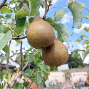 Hruška obyčajná (Pyrus Communis) ´KAISER´ - výška 250-300 cm, obvod kmeňa: 14/16 cm, kont. C70L